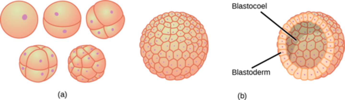 <p>blastula</p><p>(Note: circular</p><p>cavity surrounded by</p><p>a single layer of cells)</p>