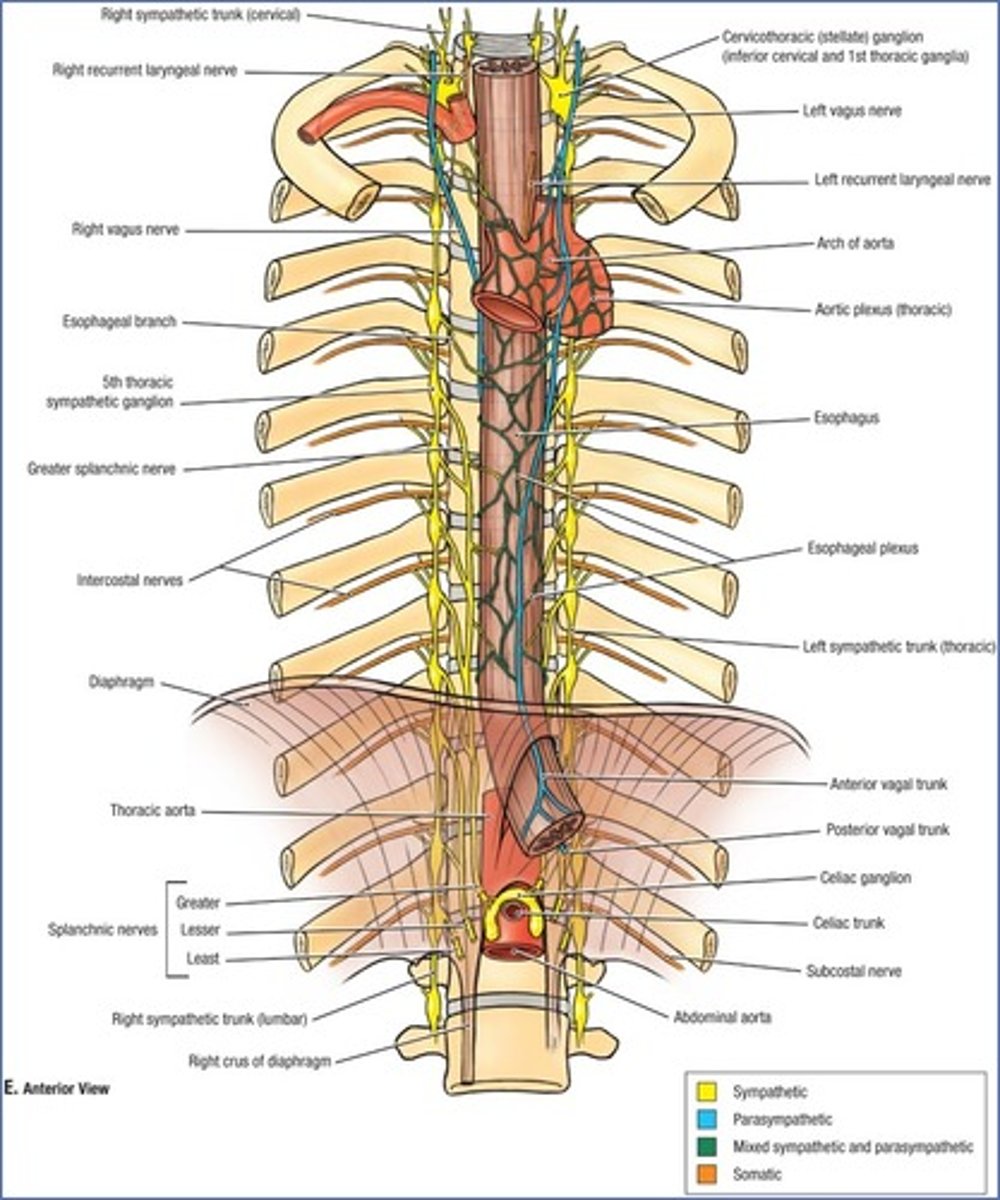 <p>what are the parasympathetic nerves of the celiac ganglia and plexus?</p>
