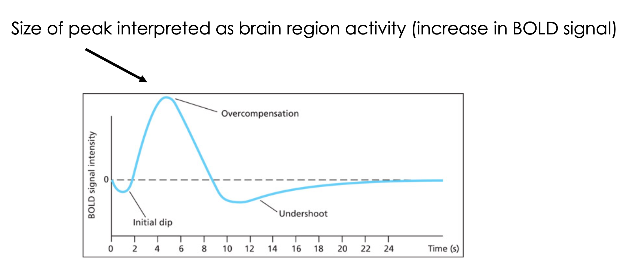 <ol><li><p><span><strong>Initial dip</strong> . As neurons consume oxygen there is a small rise in the amount of deoxyhemoglobin, which results in a reduction of the BOLD signal. </span></p></li><li><p><span><strong>Overcompensation</strong> . In response to the increased consumption of oxygen, the blood flow to the region increases. The increase in blood flow is greater than the increased consumption, which means that the BOLD signal increases significantly. <strong><em>This is the component that is normally measured in fMRI</em></strong>, and the size of this peak is taken as indicative of the extent to which this region is active in the task. </span></p></li><li><p><span><strong>Undershoot</strong> . Finally, the blood flow and oxygen consumption dip before returning to their original levels. This may reflect a relaxation of the venous system, causing a temporary increase in deoxyhemoglobin again.</span></p></li></ol><p></p>