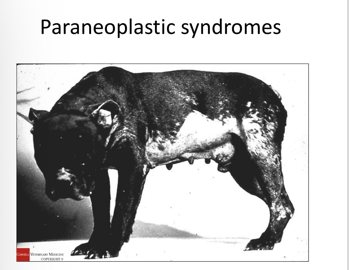 <p>sertoli cell tumour - CS</p>