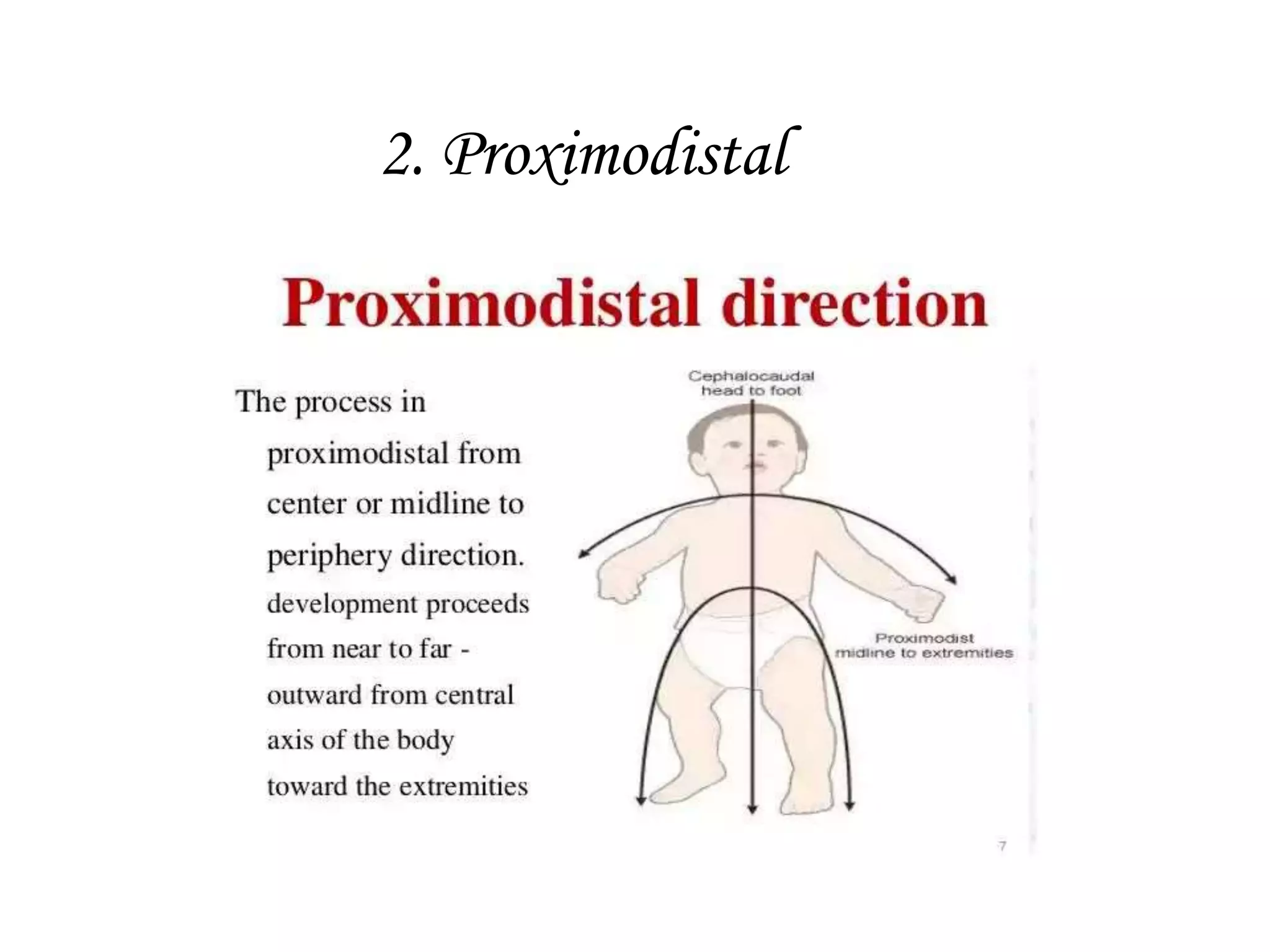 <p>Proximodistal development </p>