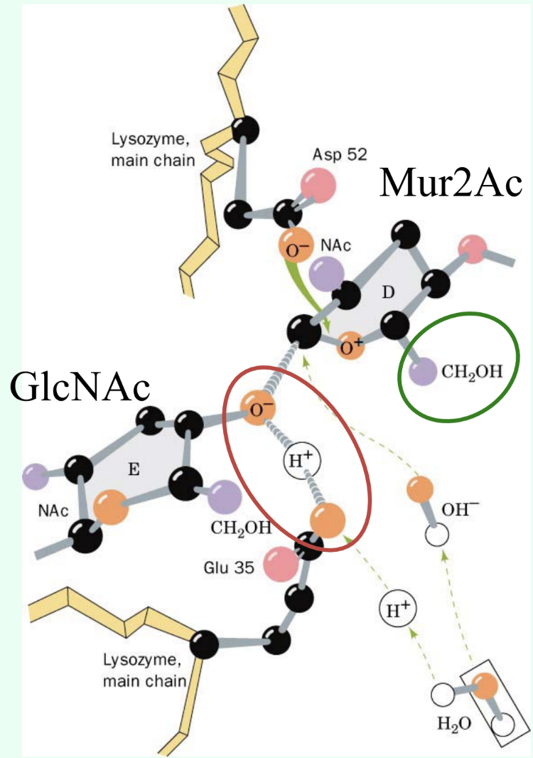 <p><strong>General acid catalysis</strong></p>
