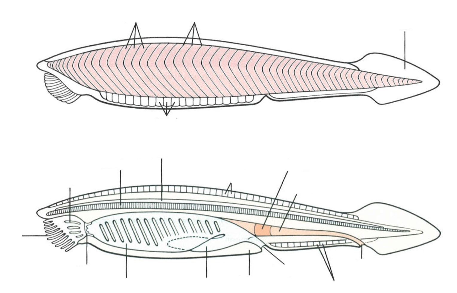 <p>Subphylumn , genus, name</p>
