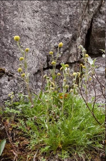 <p><span style="font-family: "Open Sans"; font-size: large;"><strong><u>Mountain Sagewort (Artemisia norvegica)</u></strong></span></p>