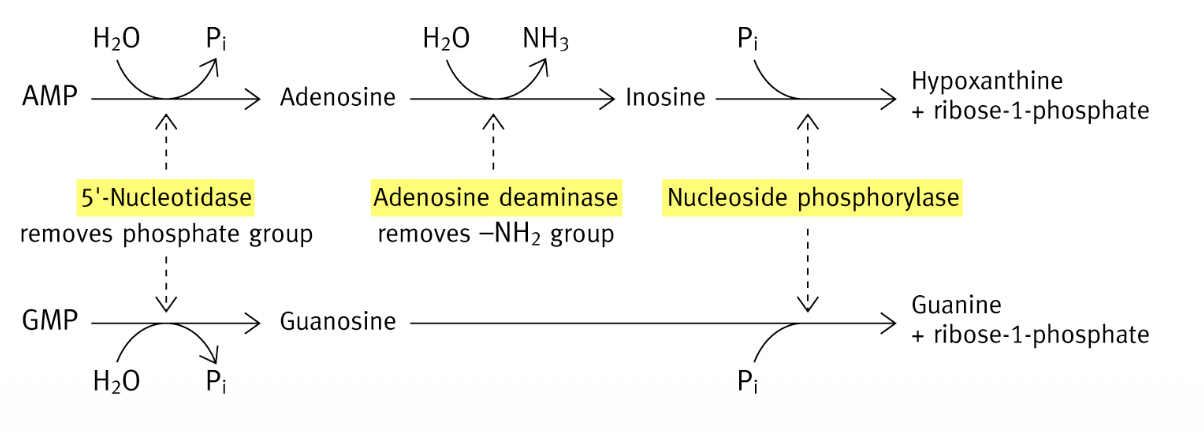 <p>1) Hydrolyse GMP (- PO<sub>4</sub>) → guanosine (5’-nucléotidase)</p><p>2) Guanosine + Pi → guanine + ribose-1P (nucléoside phosphorylase) </p>