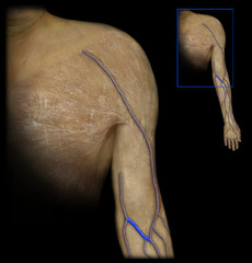 <p>Identify the structure</p>