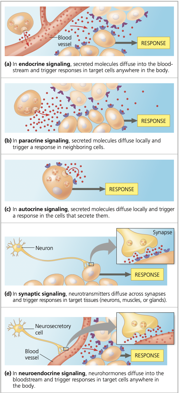 <ul><li><p>Paracrine = Signals that act on neighboring cells.</p></li></ul><ul><li><p>Autocrine = signaling that acts on signaling cells (can trigger him self or trigger the same type of cels)</p></li></ul><ul><li><p>Endocrine = Signaling to cells for away, by using circulatory fluids.</p></li></ul><ul><li><p>Neurotransmitters = Type of local signaling = SYNAPTIC SIGNALING.</p></li><li><p>Neurohormones = Type of endocrine signaling where neurons produce hormones which they deliver to the blood stream (can act on whole body). When baby sucks on niple siganil gows to brain, than neurons release milk preducing hormone and release into the blood so niple preduces milk ofr baby.</p></li><li><p>Pheromones = Released by animals to the environment for communication between animals, think ants.</p></li></ul><p></p>