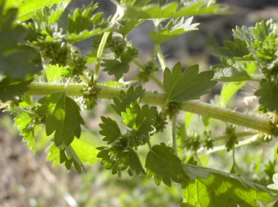 <p>What is this? This could cause type ____ allergies via ____.</p>