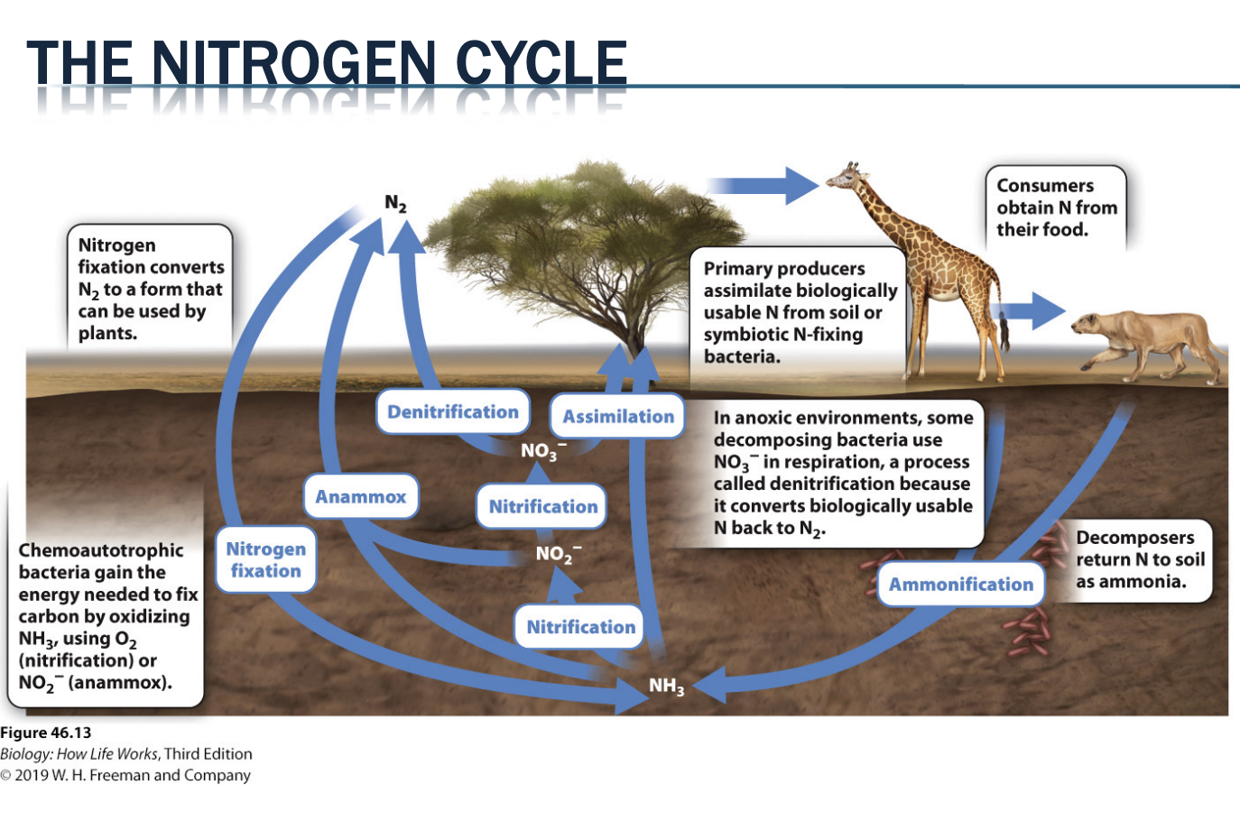 <ul><li><p><span style="background-color: inherit; line-height: 19.55px; color: windowtext;">Plants -> organisms -> back into soil (plants use ammonia) -> return to atm</span><span style="line-height: 19.55px; color: windowtext;">&nbsp;</span></p></li><li><p><span style="line-height: 19.55px; color: windowtext;">Nitrogen fixation converts N2 → form that can be used by plants</span></p></li><li><p><span style="line-height: 19.55px; color: windowtext;">primary producers assimilate biologically usable N from soil or symbiotic N- fixing bacteria</span></p></li><li><p><span style="line-height: 19.55px; color: windowtext;">consumers obtain N from their food</span></p></li><li><p><span style="line-height: 19.55px; color: windowtext;">decomposer return N to soil as ammonia</span></p></li><li><p><span style="line-height: 19.55px; color: windowtext;">in Anoxic envi. some decomposing bacteria use NO3 - in resp → denitficiation (converts biological usable N back to N2)</span></p></li><li><p><span style="line-height: 19.55px; color: windowtext;">Chemoautotrophic bacteria gain the energy needed to fix carbon by oxidizing NH3 using O2 (nitrificatoin) or NO2- (anammox)</span></p></li></ul><p></p>