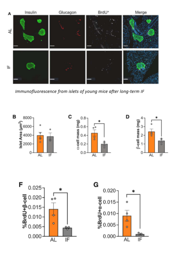 <p>in young mice, LT IF was associated w less BrdU+ labelling in insulin and glucagon +ve cells, pointing to reduced proliferation of alpha and beta cells. in young mice that underwent IF, islets had less proliferation and total numbers of alpha and beta cells, suggesting that both cell types need constant access to nutrients to maintain proper survival and fucniton</p>