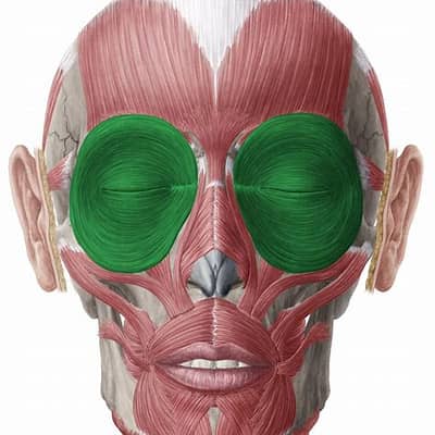 <p>the ring-shaped muscle surrounding the eye socket and is responsible for closing the eyes </p>