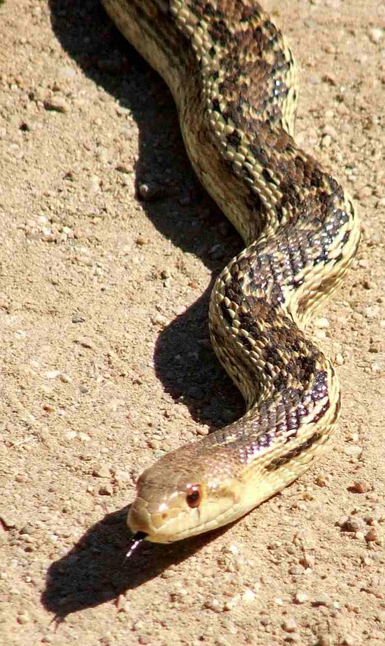 <p>Bullsnake/Gopher Snake</p>