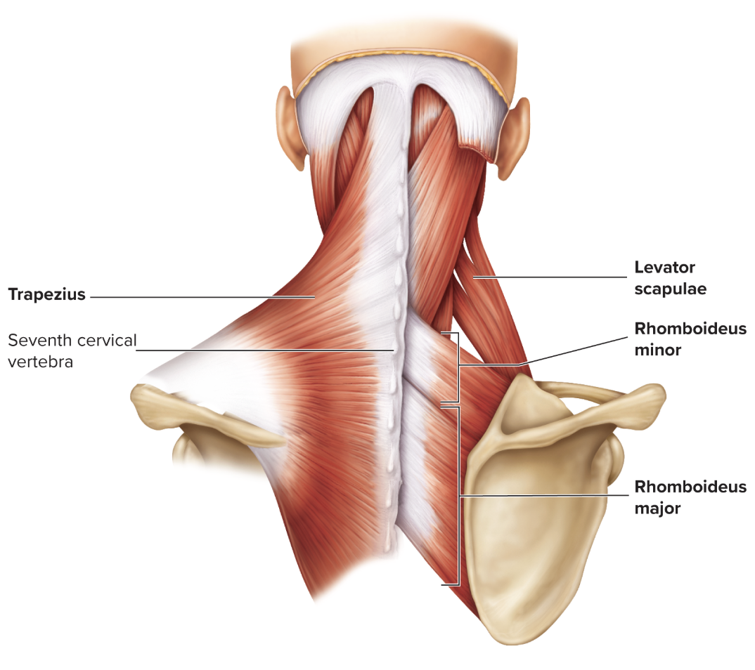 <p>Origin: occipital protuberance, nuchal ligament, spinous processes of C7-T12</p><p>Insertion: clavicle, acromion process, spine of scapula </p><p>Action: Extends and Abducts head, rotates and adducts scapula, fixes scapula </p><p>Innervation: Accessory (XI) nerve </p>