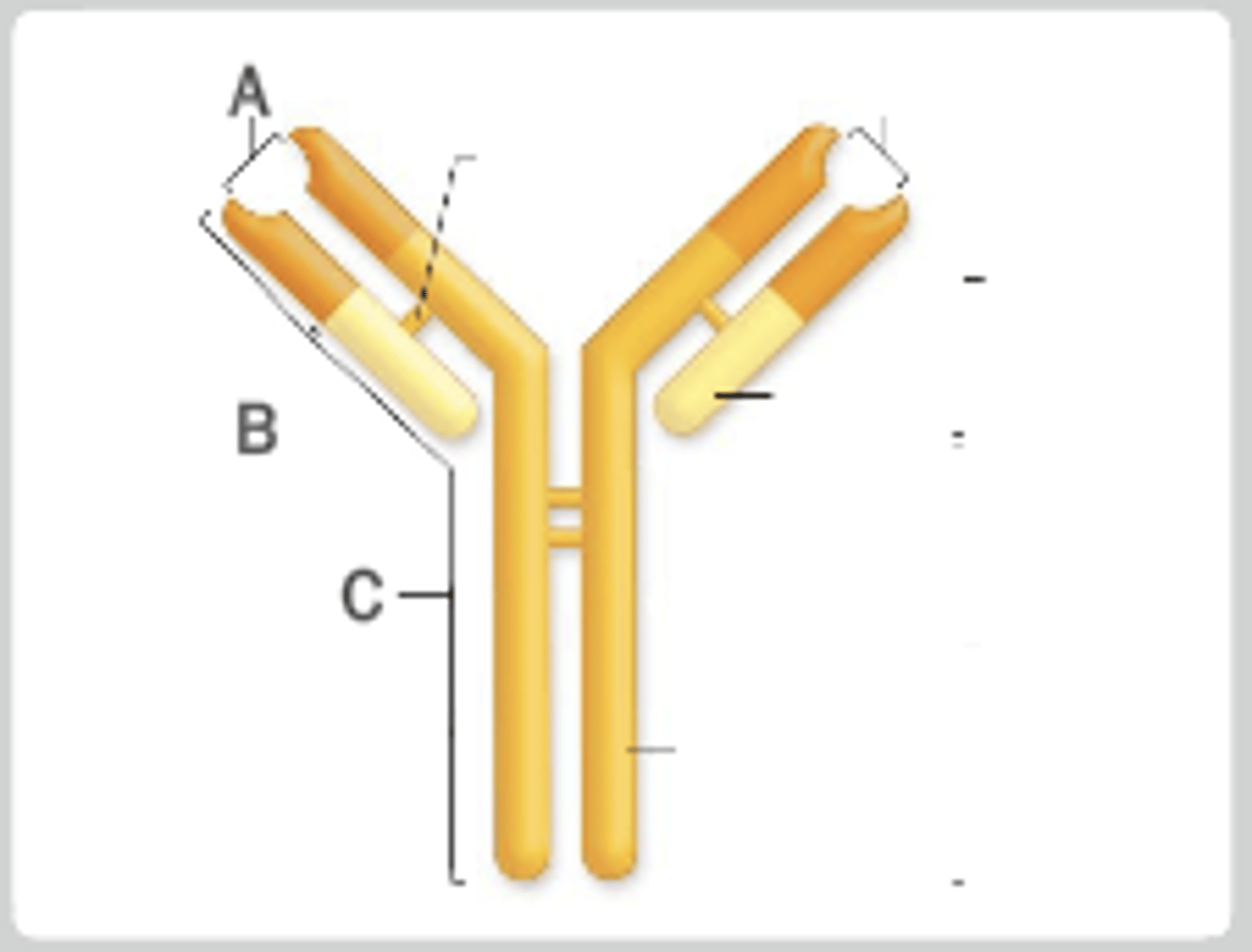 <p>A: Antigen-binding site</p><p>B: Variable region</p><p>c: Constant region</p>