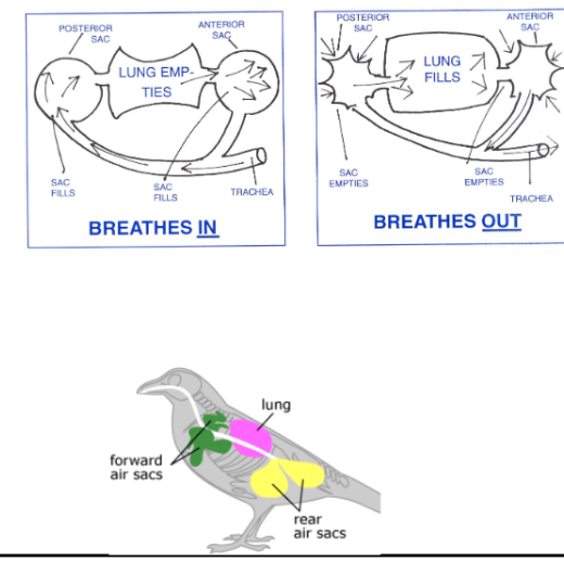 <p>Describe the respiratory processes of chordates (part of more complex animals)</p>