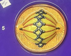 <p>Early Anaphase</p>