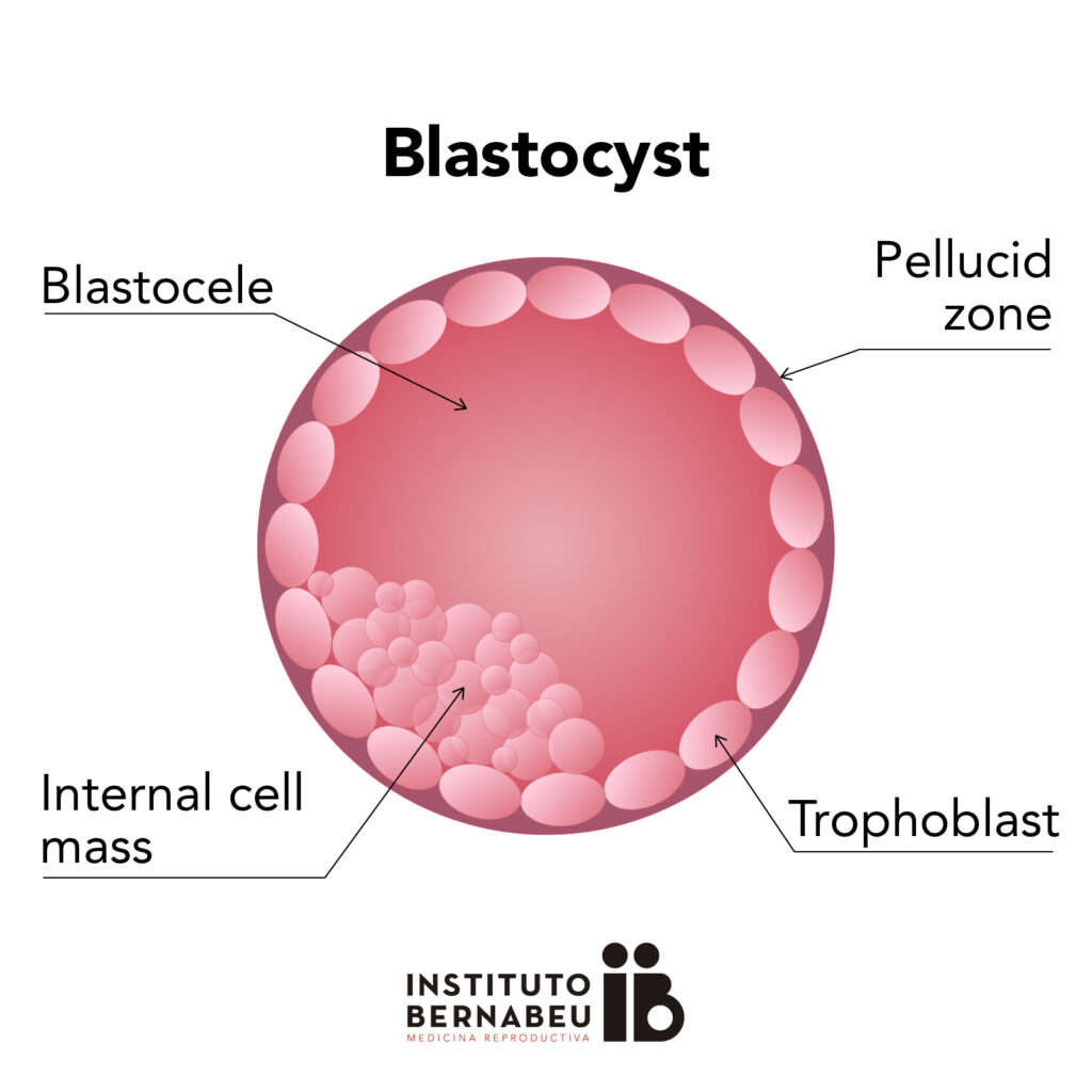 <p>differentiation into trophoblast; blastocyst forms </p>