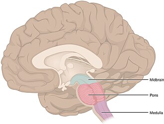 <p>Controls autonomic/involuntary vital functions including breathing, heart rate, and blood pressure.</p>