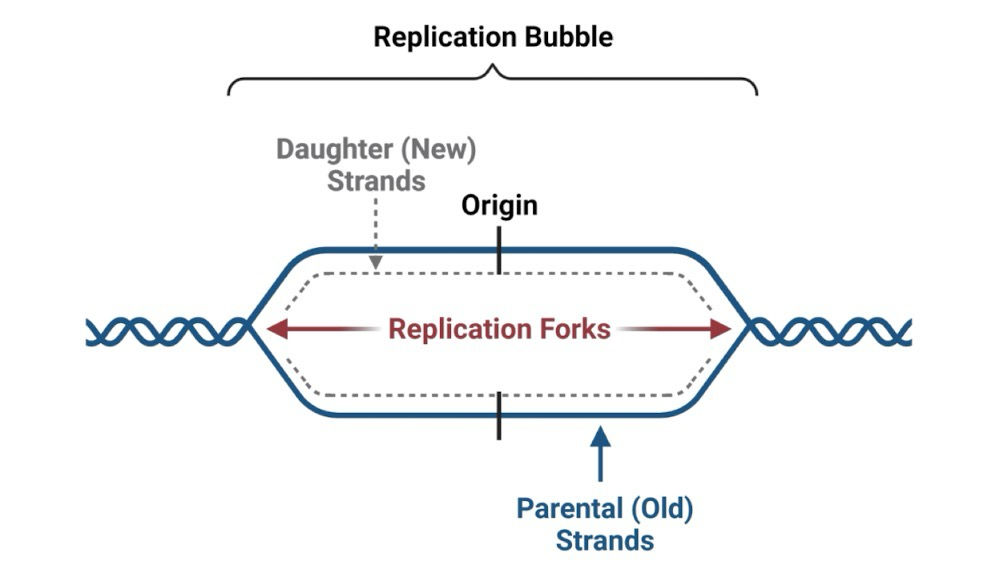 <p>DNA synthesis begins at an <strong>origin of replication</strong> sequence; <strong>Parent strands </strong>separate and <strong>bidirectional synthesis</strong> is initiated; DNA is synthesized by DNA pol at <strong>replication forks</strong></p>
