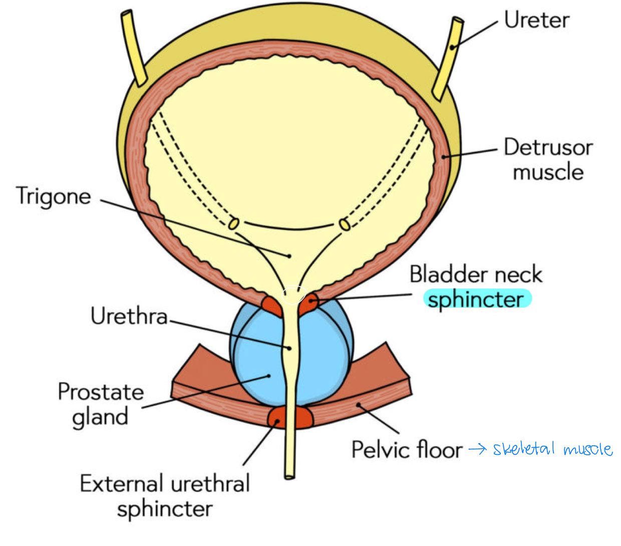 <p>urinary incontinence: involuntary loss of bladder control, ranging from occasional leaks to sudden, uncontrollable urges</p><ul><li><p>sphincters can’t close completely due to weakening of pelvic floor muscle</p></li><li><p>prostate enlarges with age —> prostate presses on urethra</p></li></ul><p></p>