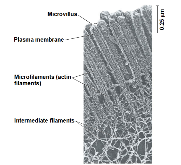 <p>Microfilamenten zijn vaste staafjes met een diameter van ongeveer 7 nm,</p><p>opgebouwd uit een gedraaide dubbele keten van</p><p>actine-subeenheden</p><p><span data-name="black_small_square" data-type="emoji">▪</span> Een netwerk van microfilamenten helpt de vorm van de cel</p><p>in stand te houden</p><p><span data-name="black_small_square" data-type="emoji">▪</span> Ze vormen een cortex net binnen het plasmamembraan</p><p>om de vorm van de cel te ondersteunen</p><p><span data-name="black_small_square" data-type="emoji">▪</span> Bundels microfilamenten vormen de kern van</p><p>de microvilli van darmcellen</p>