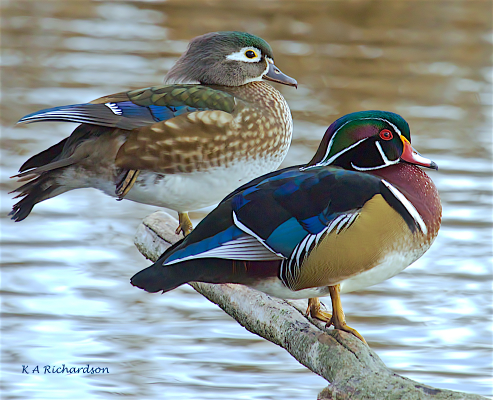 <p>What vertebrate is this?</p>