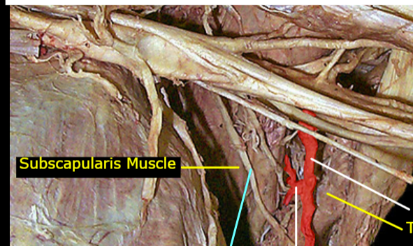 <p>Identify the artery that the white arrow is pointing at</p>