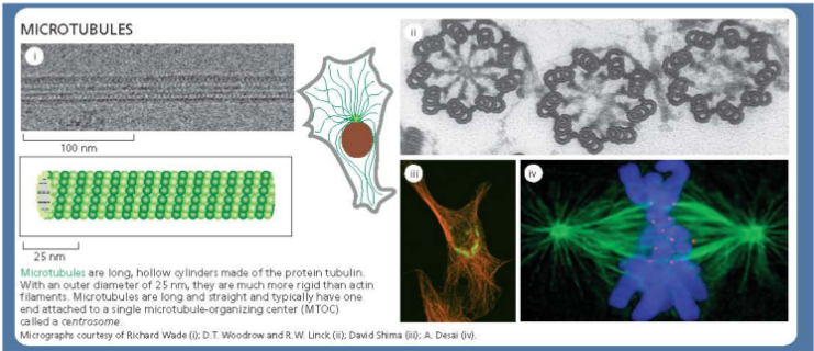 <p>Tubulin heterodimer = subunit </p><ul><li><p>α-tubulin </p></li><li><p>β-tubulin </p></li></ul><p>Microtubule = polymer </p><ul><li><p>~ 24 nm in diameter </p></li></ul><p></p>