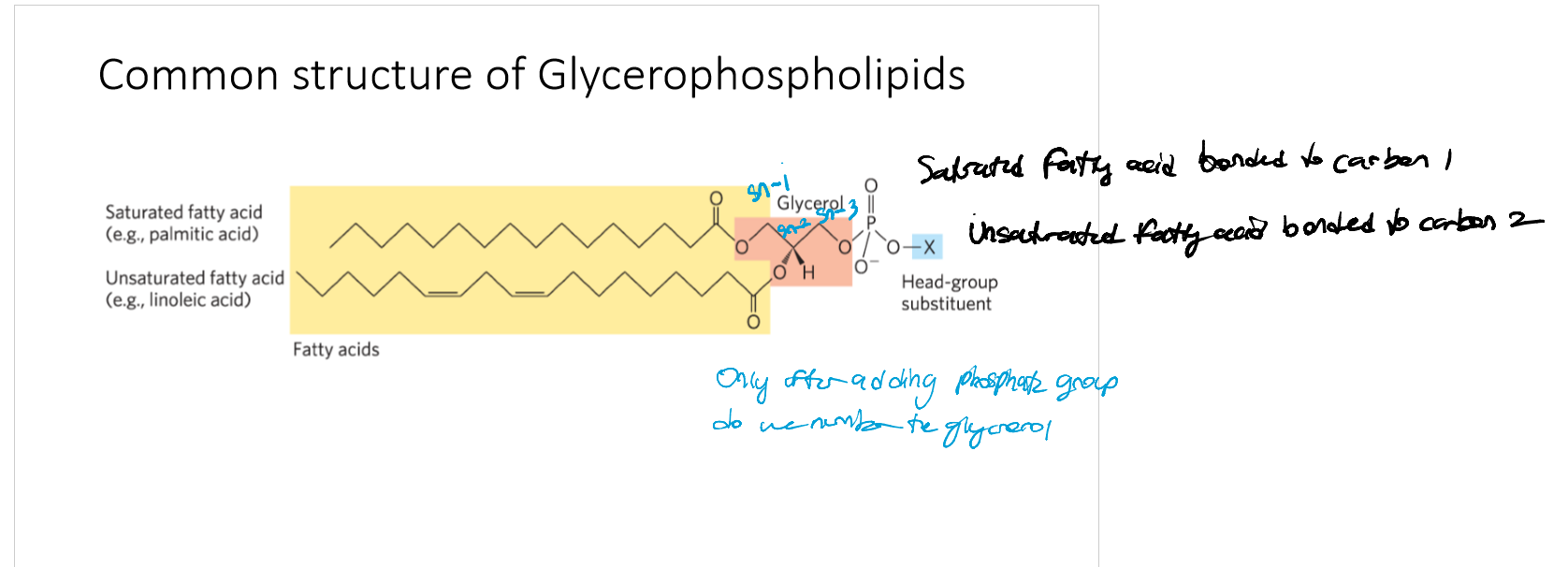 <p>What is a phospholipid?</p>