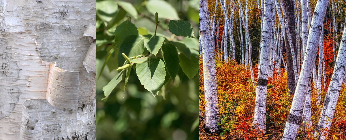 <p>Betula papyrifera</p>