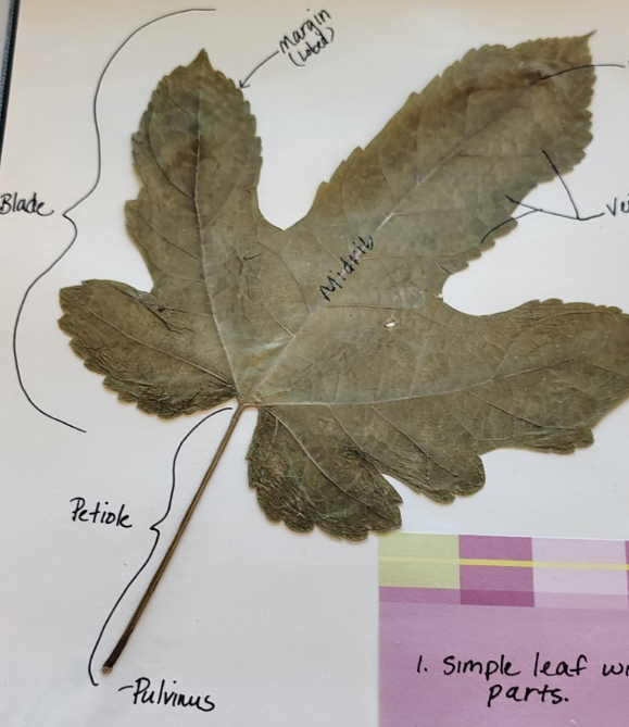 <p>is it monocot or dicot?</p>