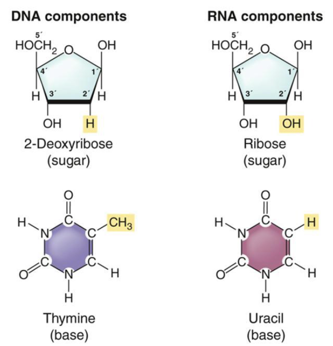<ul><li><p><strong><em>Transcription</em></strong> is the copying of a segment of DNA into single stranded RNA molecule</p></li><li><p>Can be transcribed to <strong><em>messenger</em></strong>, <strong><em>transfer</em></strong>, <strong><em>ribosomal</em></strong> or <strong><em>regulatory</em></strong> RNA molecules</p></li></ul><p></p>