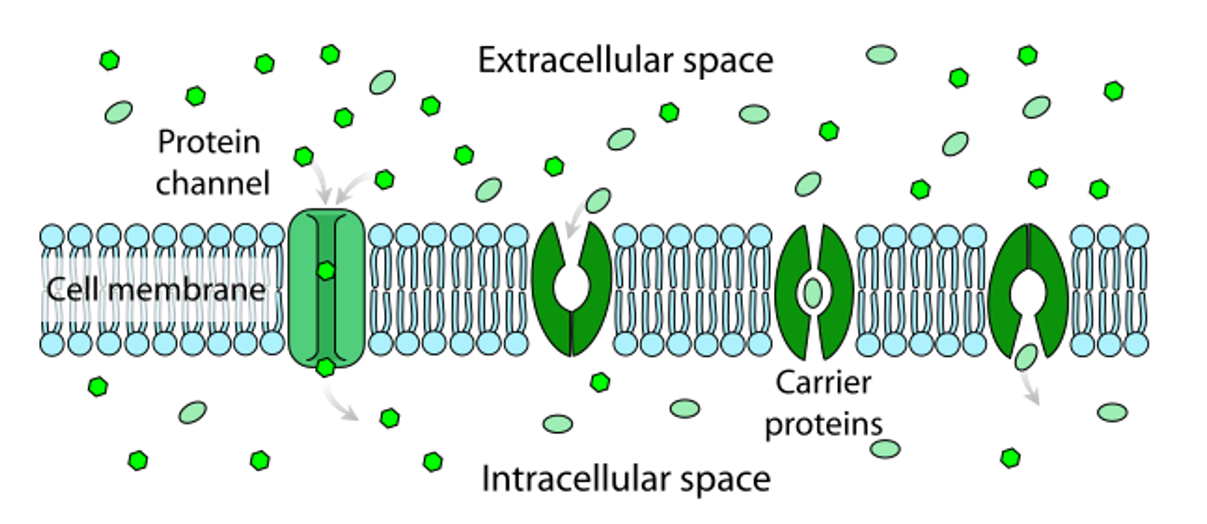 <p><strong><u>Proteins channels:</u></strong></p><ul><li><p>form tubes filled with water, enabling water-soluble ions to pass through the membrane </p></li><li><p>selective process → only open in the presence of certain ions</p></li></ul><p><strong><u>Carrier proteins:</u></strong></p><ul><li><p>bind with a molecule (e.g. glucose) which causes it to change shape, enabling the molecule to be released to the other side</p></li></ul><p></p>