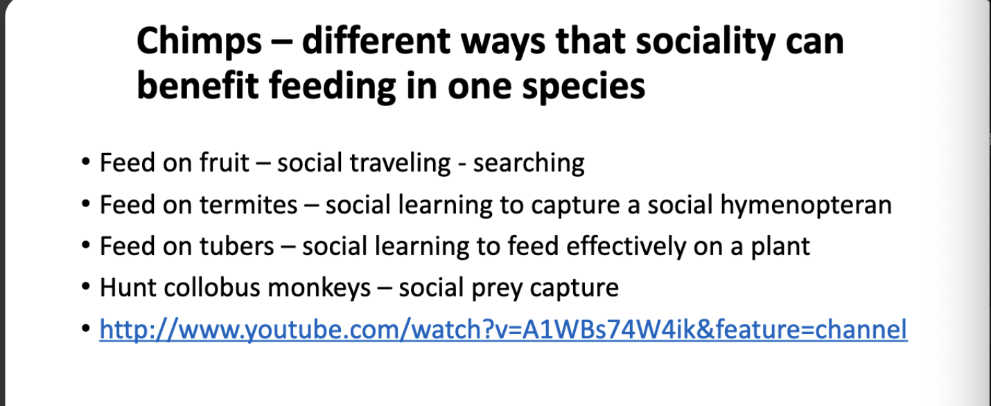 <p>random info on social behaviors effecting feeding </p>