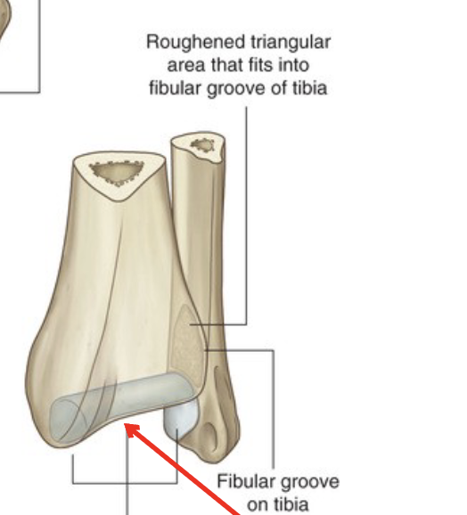<p>What does this area of the Tibia sit on</p>