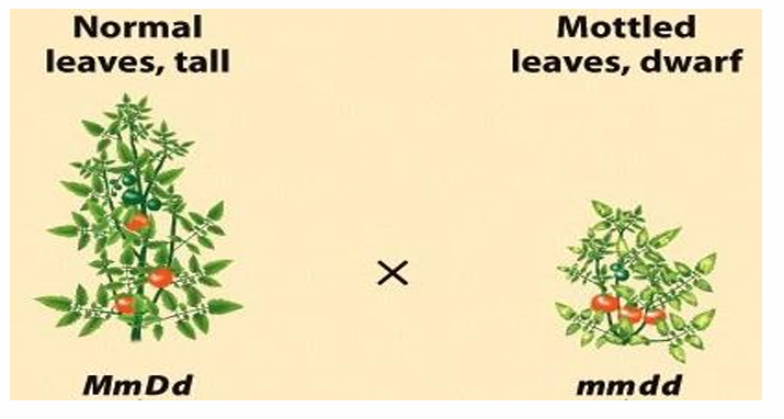 <p>Why is the homozygous recessive parent useful in a linkage testcross?</p>