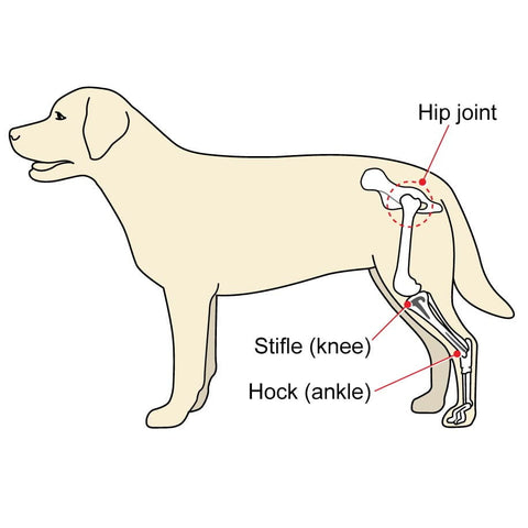 <p>carpus of hoofed animals</p>