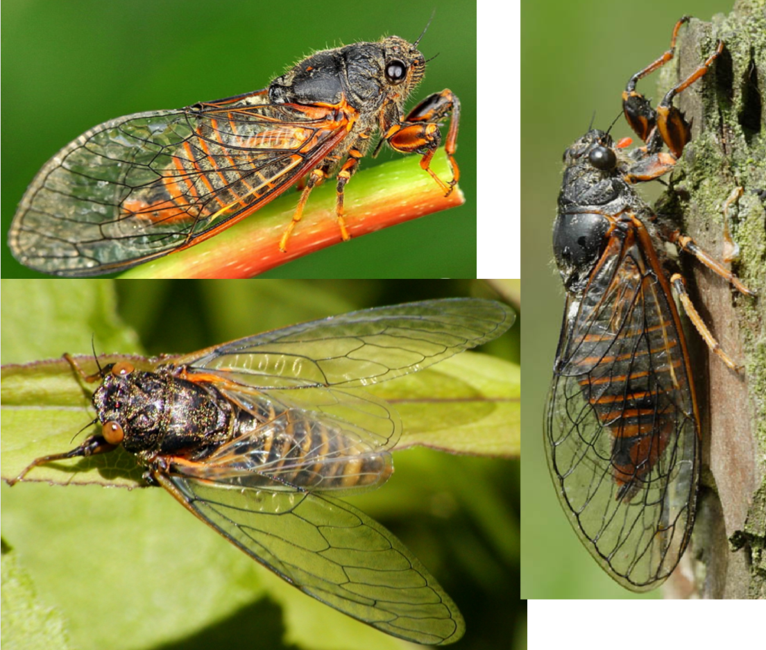 <p>ŘÁD- česky, latinsky</p><p>Podřád-česky latinsky</p><p>Infrařád-/</p><p>Čeleď-česky</p><p>rod-/</p><p>druh-česky</p><p>(2,5 cm, křídla transparentní, v teplejších polohách, jemná stridulace zvuk,)</p>