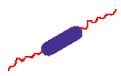 <p>flagella at both ends of cell</p>