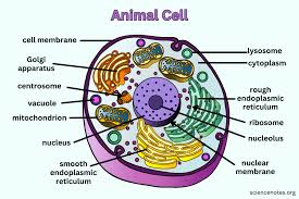 <p>Animal cells</p>
