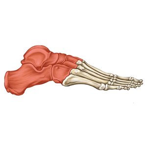 <p>What foot bones are these?</p>