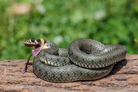 <ul><li><p>non venomous</p></li><li><p>Uk</p></li><li><p>green colour with a<strong> yellow and black collar</strong>, <strong>pale ventrum and dark markings </strong>down the sides</p></li></ul><p></p>