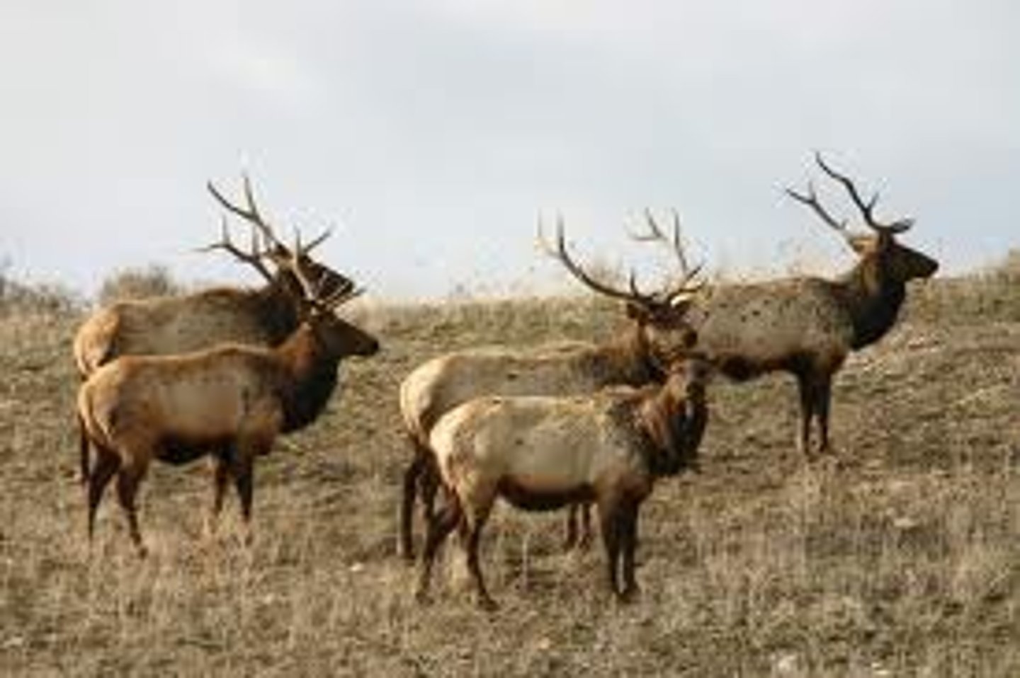 <p>A group of individuals of the same species living in the same area.</p>