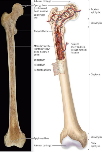 <p>Spongy Bone</p>