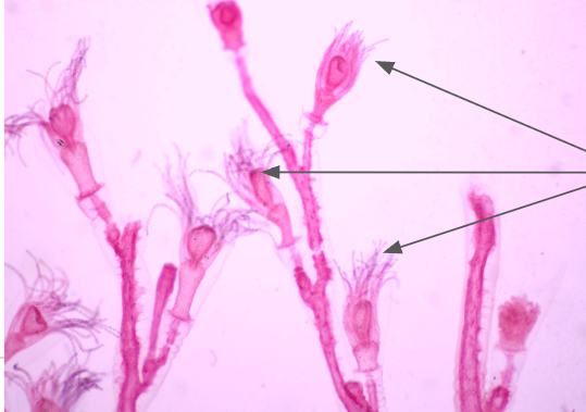 <p>What is this pointing towards?</p>