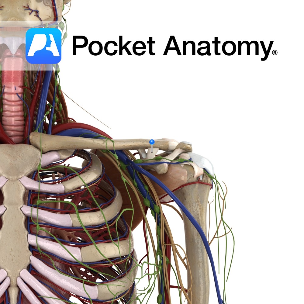 <p>Distal ligament part</p>