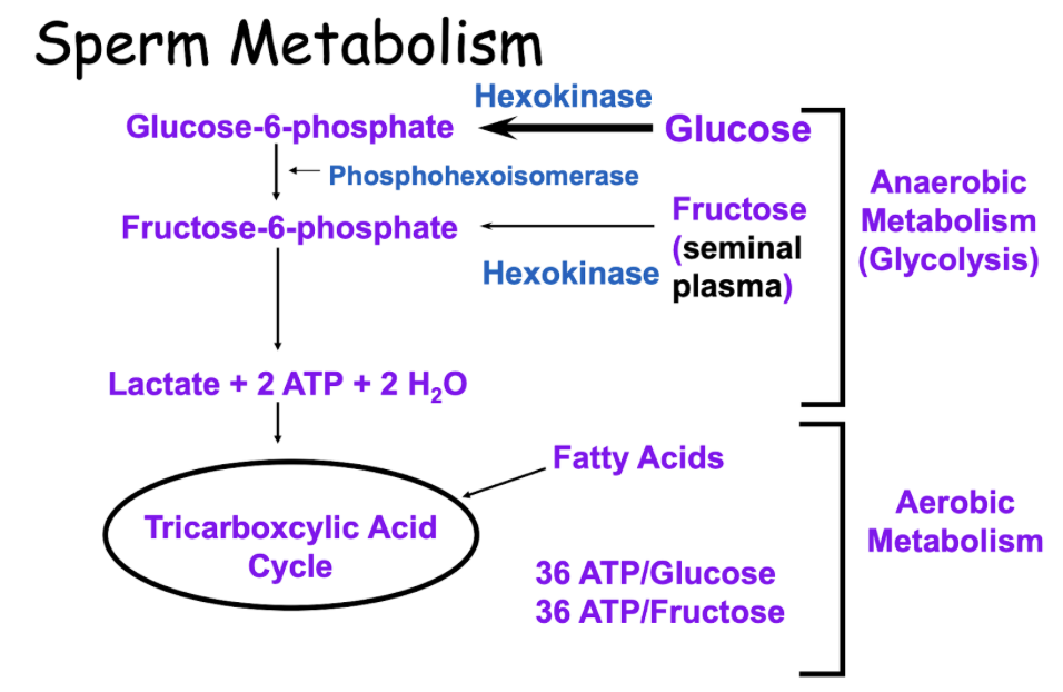 <ul><li><p>Goes through tricarboxcylic acid cycle</p></li><li><p>Makes 36 ATP fructose or glucose</p></li></ul><p></p>
