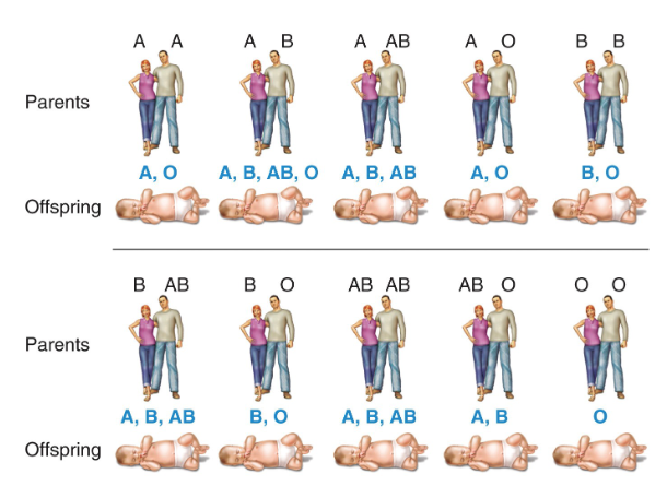 <ul><li><p>occurs when genes have more than 2 alternative forms</p><ul><li><p>e.g. inheritance of the ABO blood group</p></li></ul></li></ul><p></p>