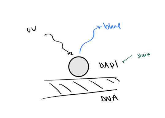 <p>= synthetic molecules with 2 properties : affinity for target &amp; absorbs light</p><p>ex. DAPI (sticks to DNA) → makes nuclei (DNA) fluroesce blue </p><ul><li><p>DAPI is excited by UV light</p></li></ul><p></p>