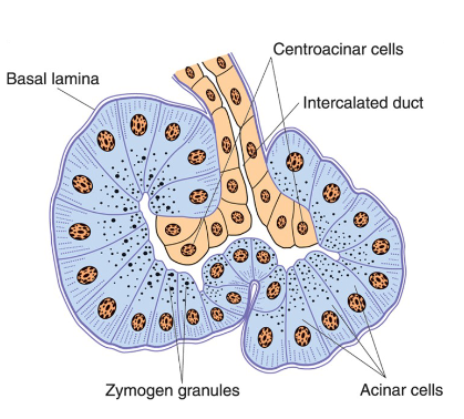 <ul><li><p>zymogen granules → produce <strong>digestive enzymes</strong></p><ul><li><p>amylases, proteases, lipases, nucleases</p></li></ul></li></ul><p></p>